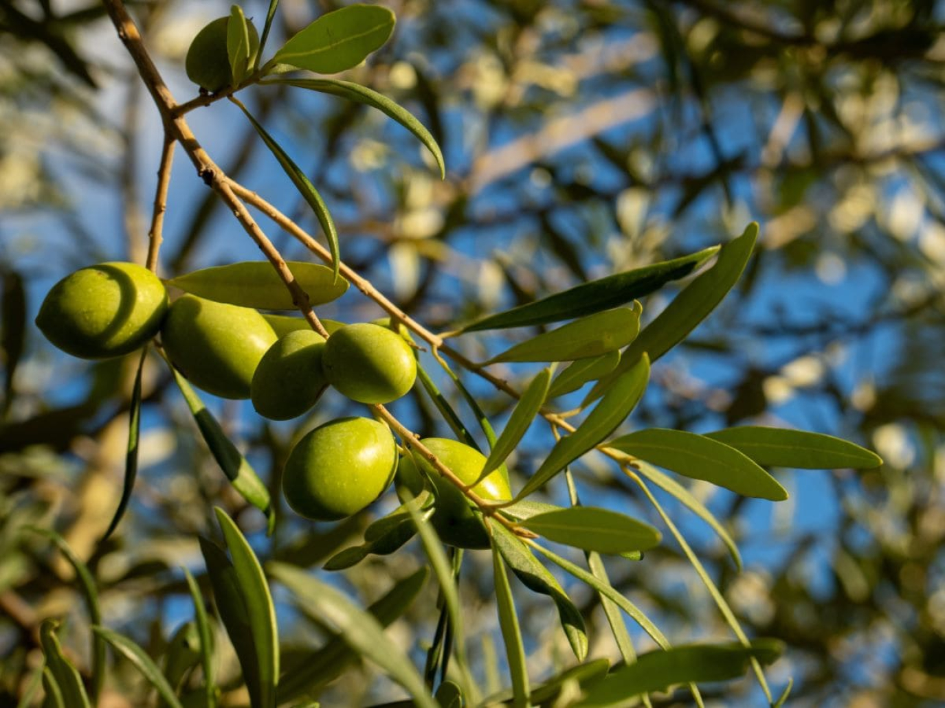 Startup, Ager Oliva: regeneration of abandoned olive groves in Tuscany