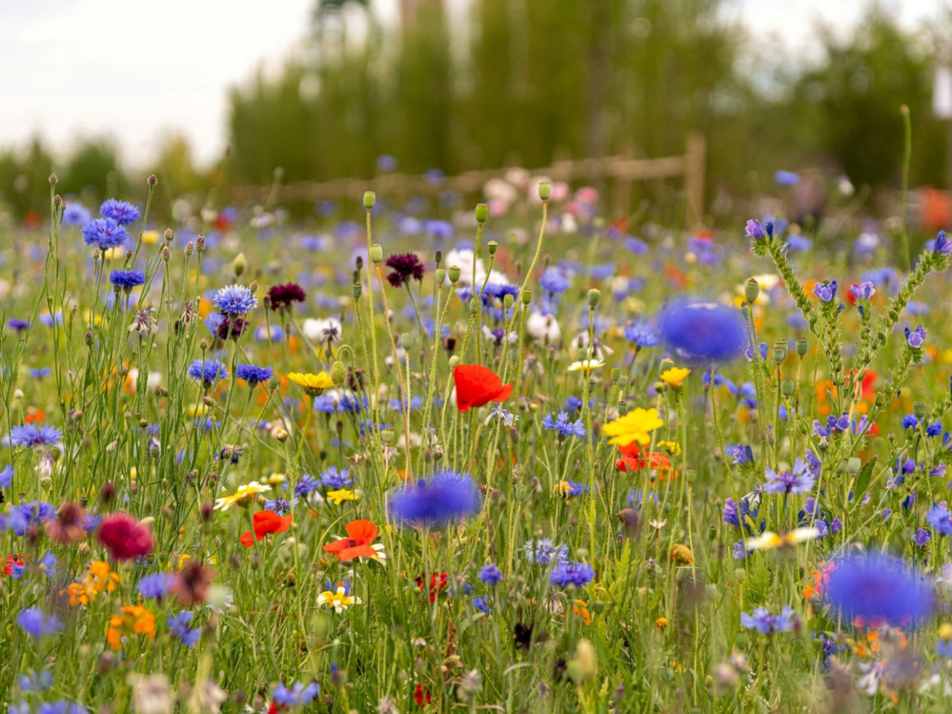 Il primo dottorato italiano sulla biodiversità