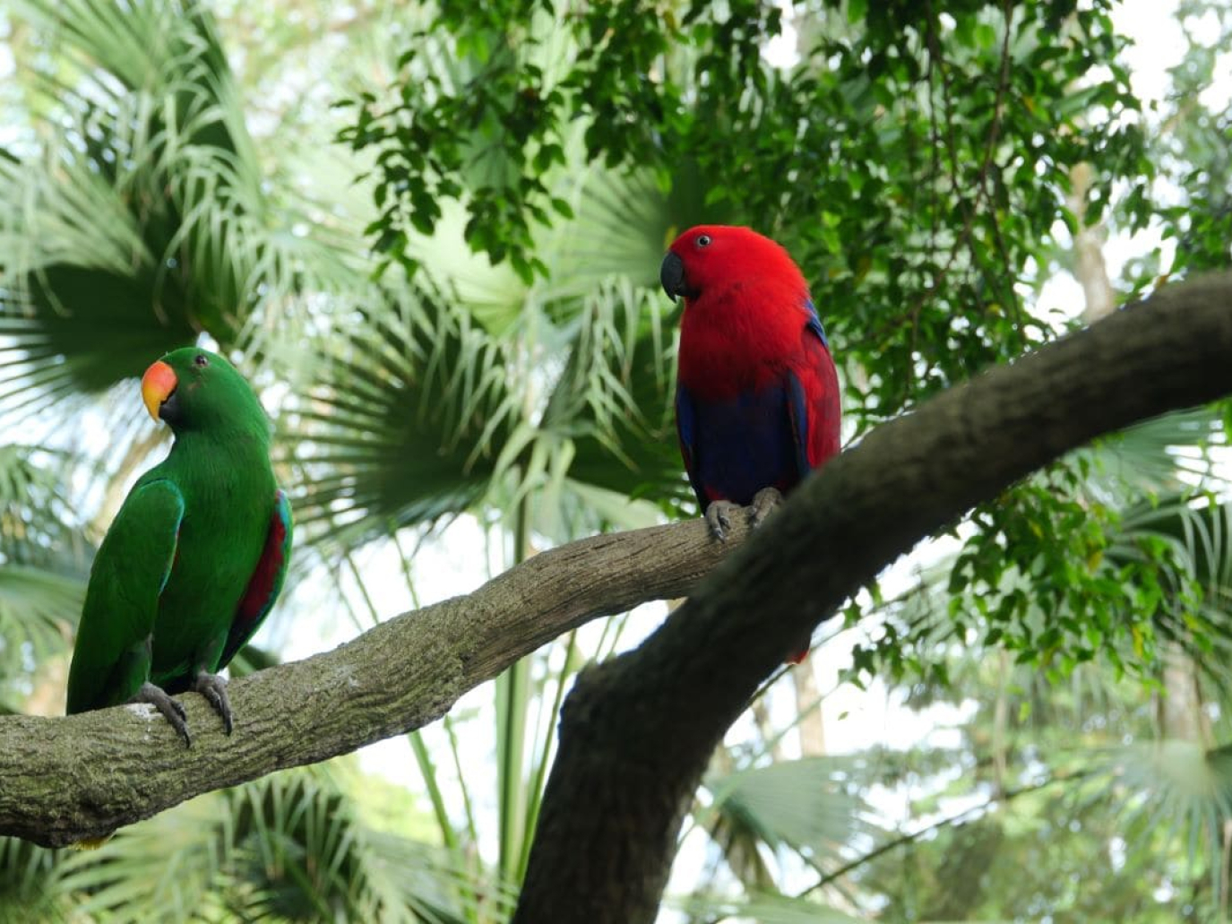 At COP16 Colombia 2024, biodiversity negotiations are ready to start