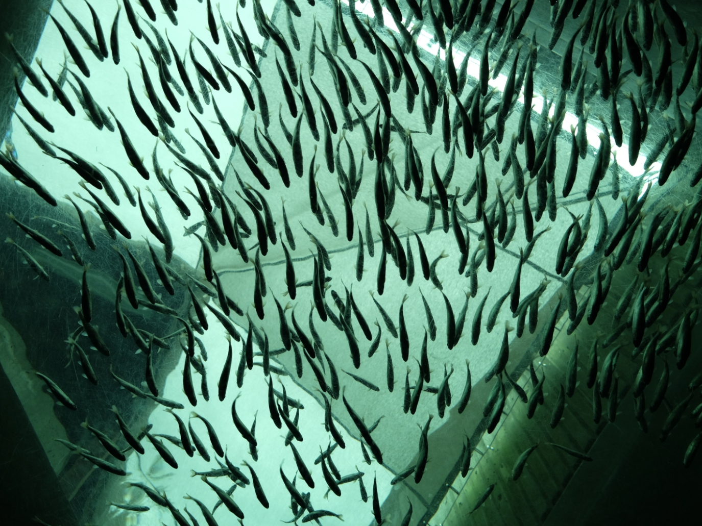 The New Fish, Patagonia: il lato oscuro del salmone d’allevamento