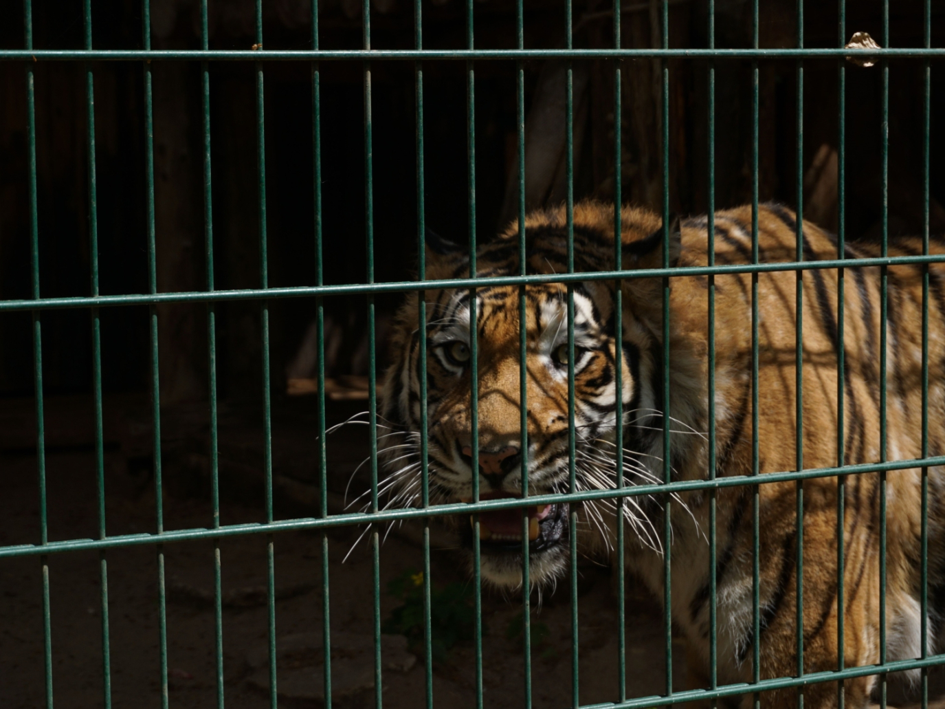 Trafficanti di natura: il libro che fa luce sul saccheggio di specie protette