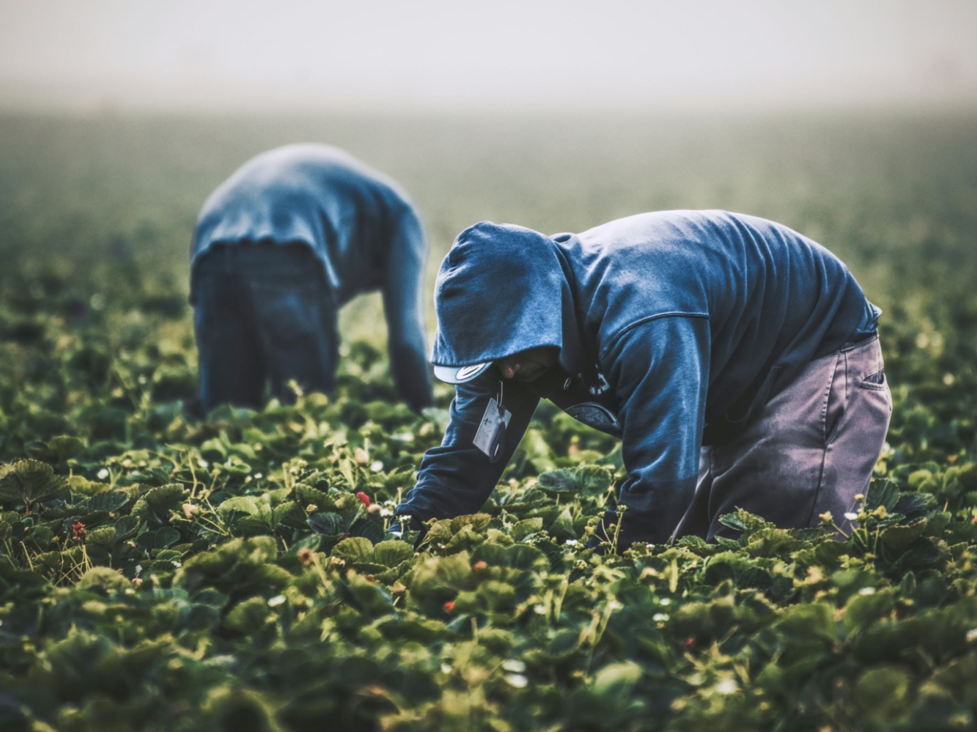 La protesta dei trattori non è quella dei braccianti: “Servono contratti e legalità”
