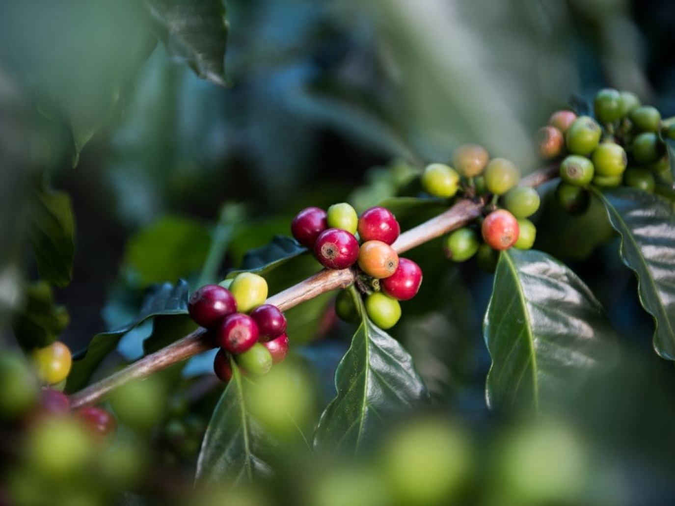 A Circular Vision for Coffee Is an Opportunity for the Global South