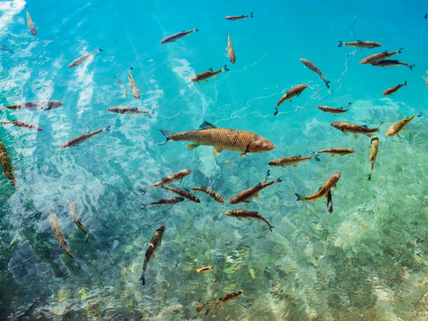 PFAS, “l'inquinamento delle acque UE e della loro fauna è gravemente sottostimato”