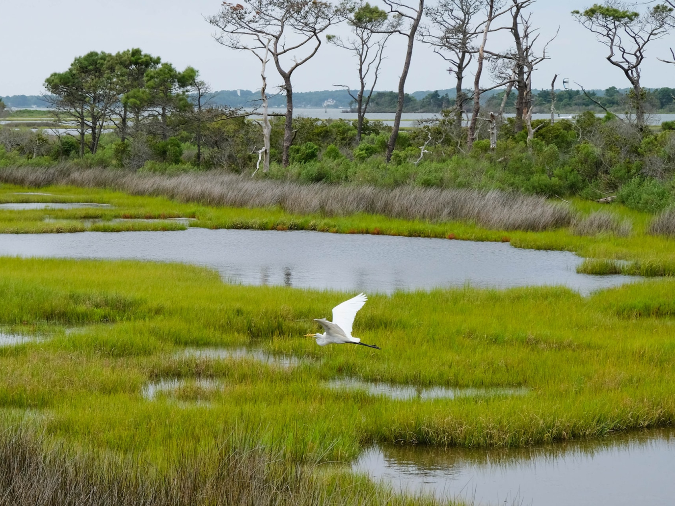 Rigenerare le zone umide per proteggere il clima e la biodiversità
