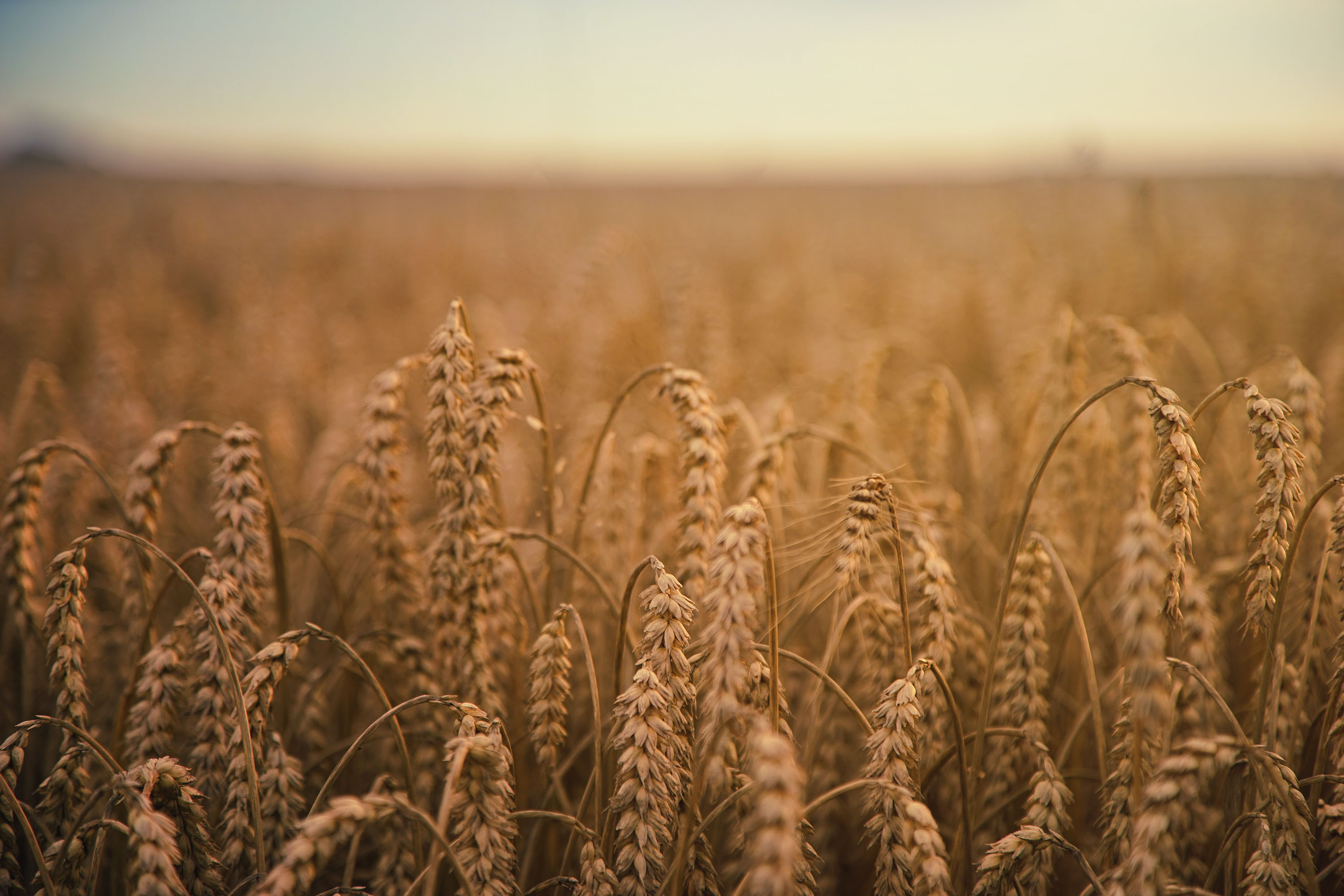 FAO: la tutela del suolo è la prima risposta alla crisi alimentare