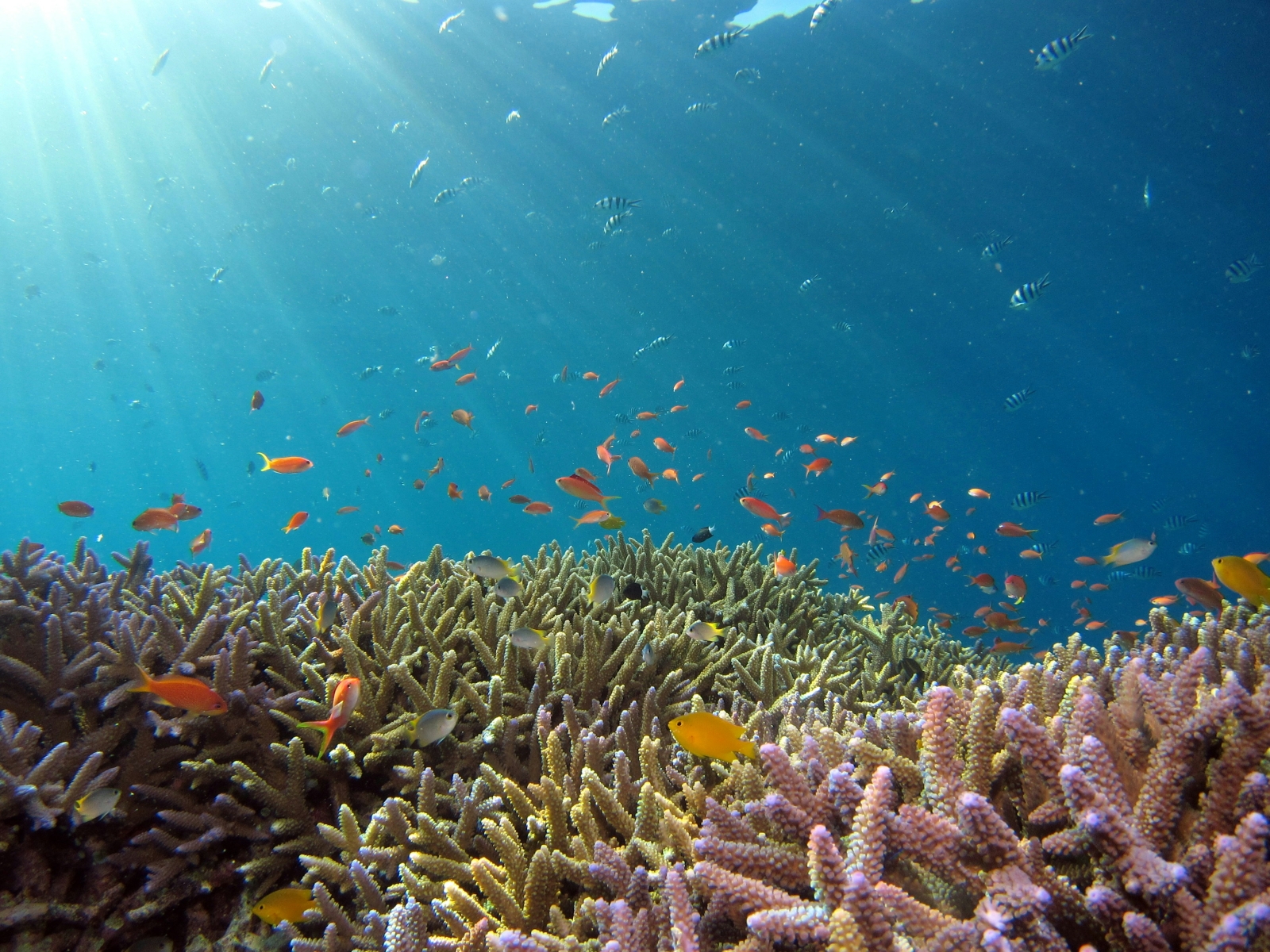 Giornata mondiale degli oceani, tasso di riscaldamento raddoppiato in 20 anni