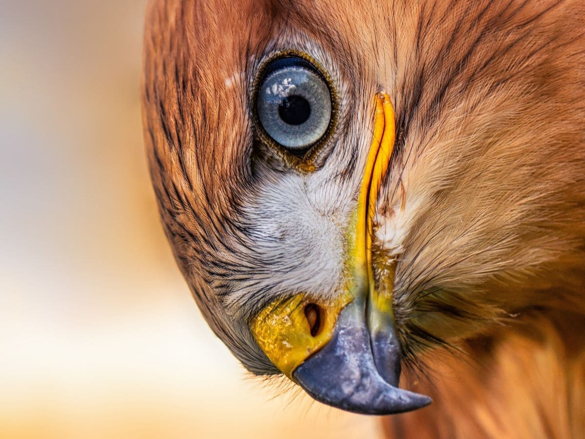 Il regno animale