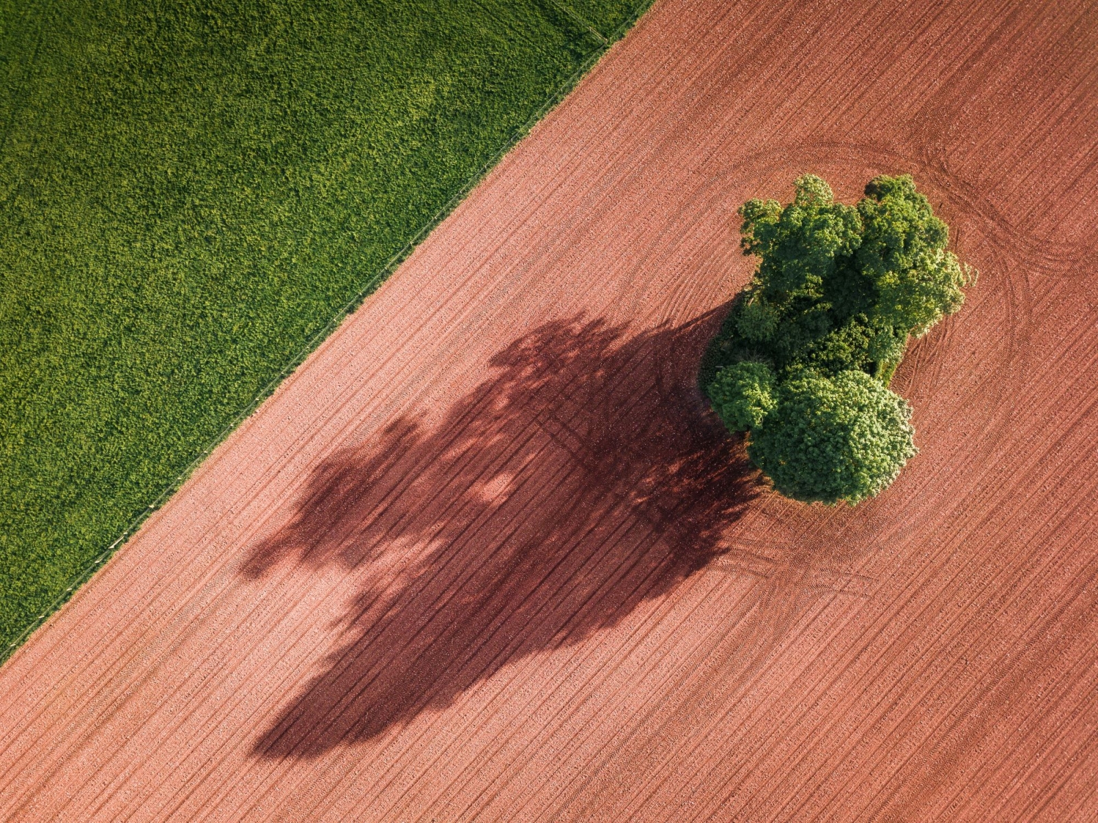 Artificial Intelligence to support European transition to healthy soils