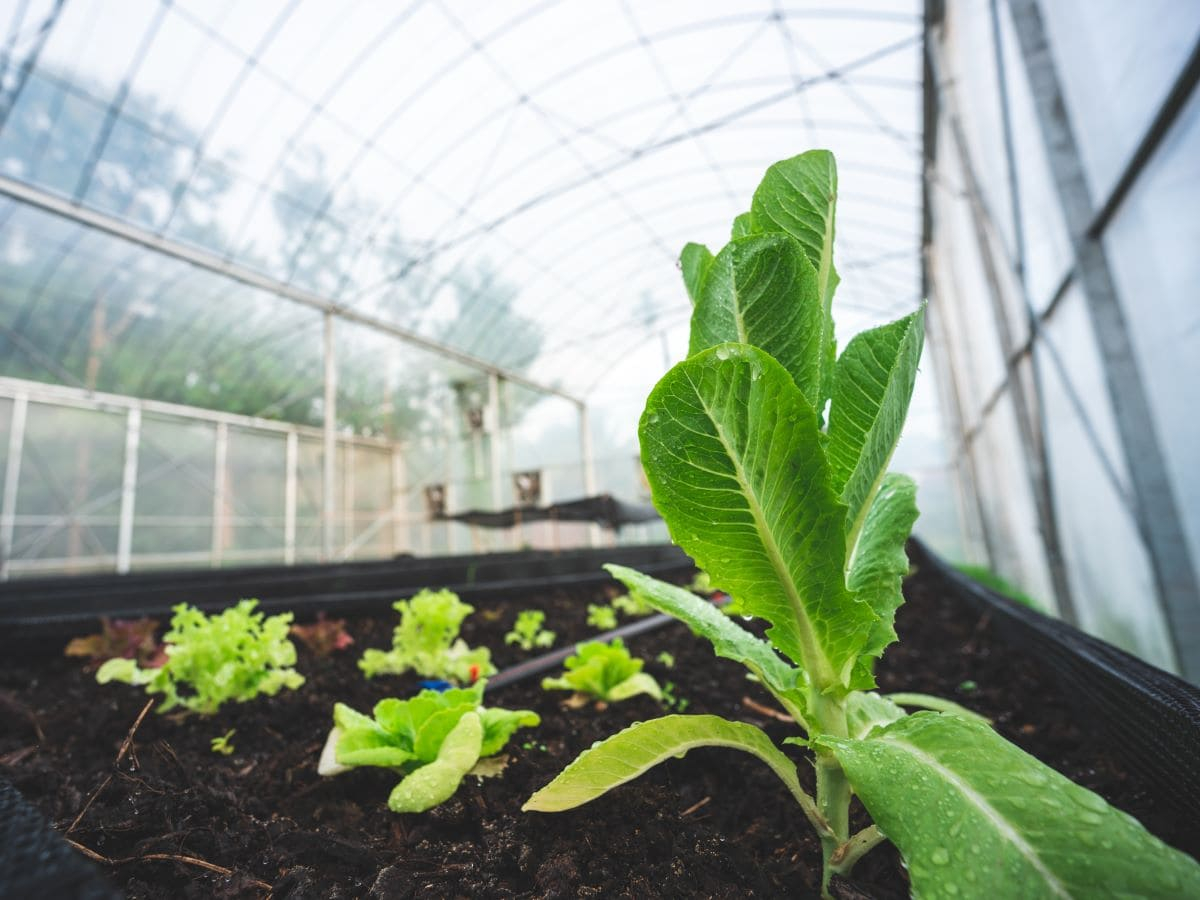 Kyminasi Plants, la biofisica entra in agricoltura