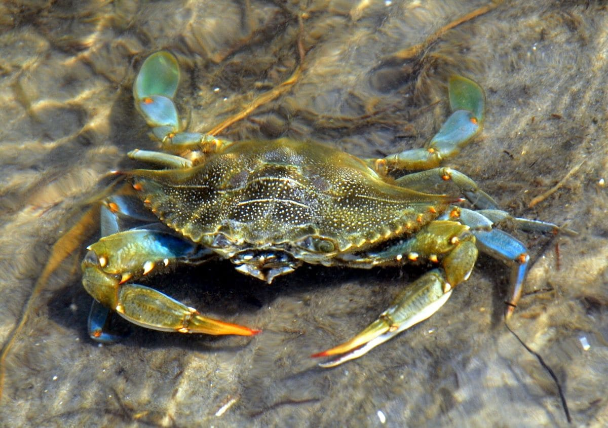 L’invasione del granchio blu mette a rischio biodiversità e pesca del Mediterraneo