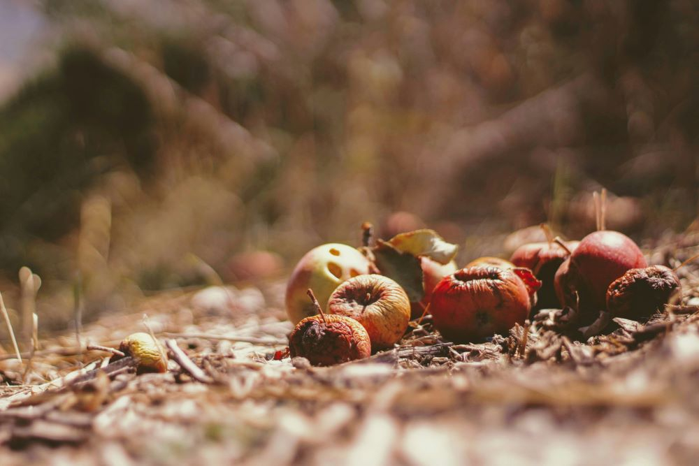 The food waste recovery chain in Europe