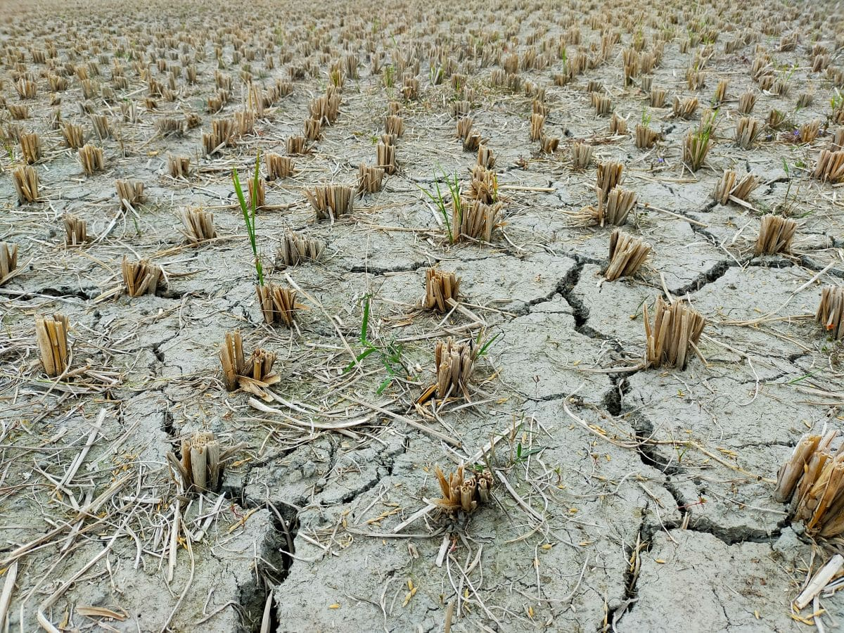 La siccità minaccia l’agricoltura europea