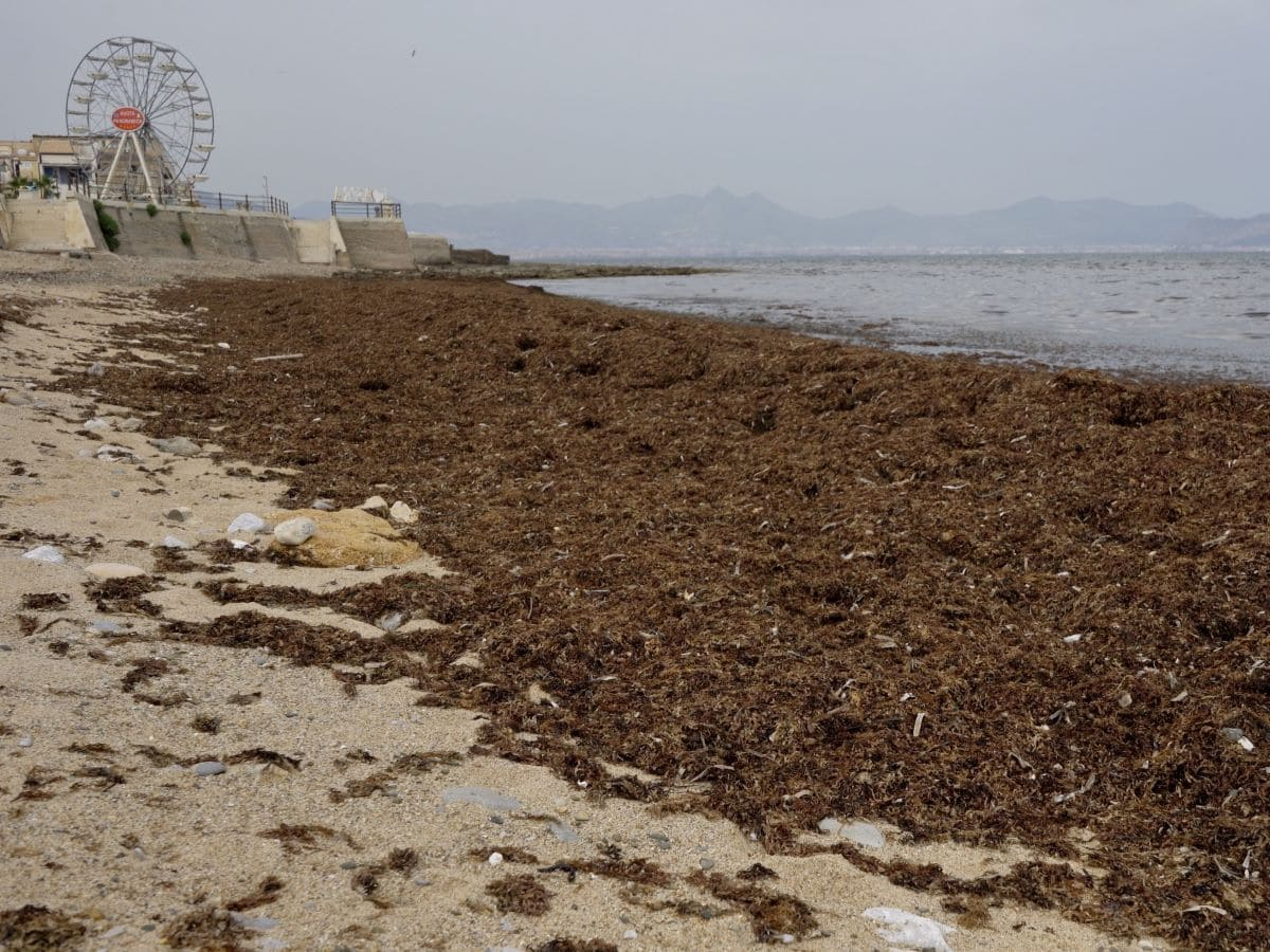 Dal Pacifico alla Sicilia: l'inarrestabile odissea mediterranea dell'alga asiatica