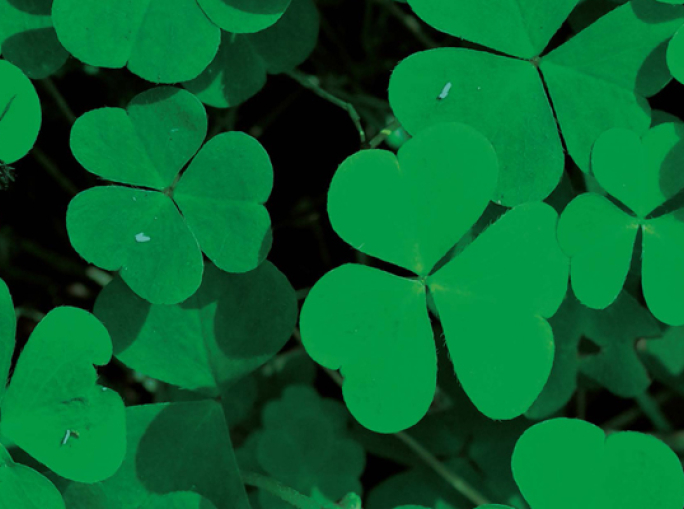 L'Irlanda è sempre più verde con la bioeconomia