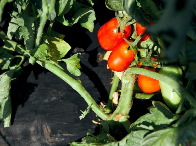 Novamont’s Bioeconomy for Farming