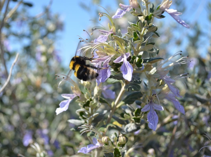 Niccolò Calandri: “Rigenerazione naturale? Ecco come fare”