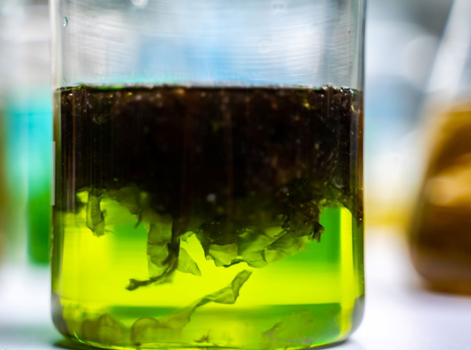 Startup: inchiostri e pigmenti dagli scarti delle alghe con Living Ink