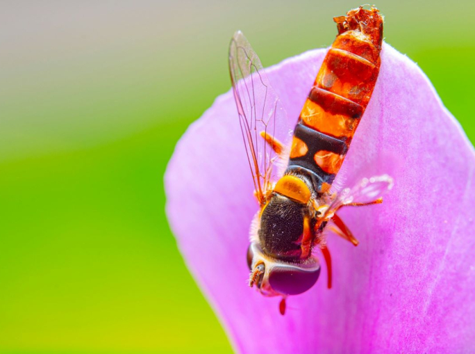 Startup, Olombria: pollination with hoverflies and precision technology