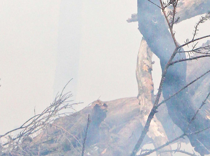 Ma quanto ci costa davvero produrre  olio di palma?