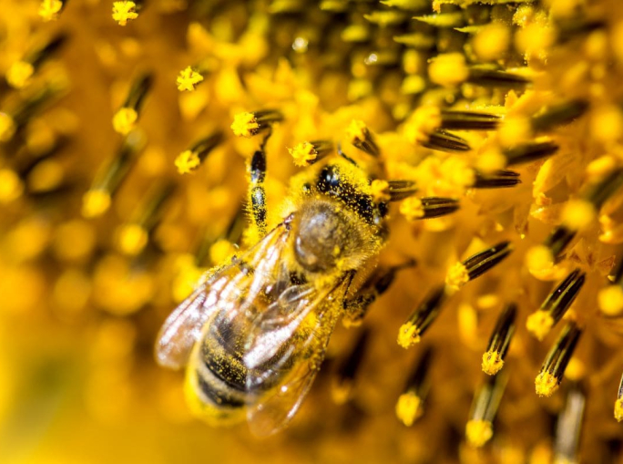3Bee, la nature-tech company che censisce la biodiversità