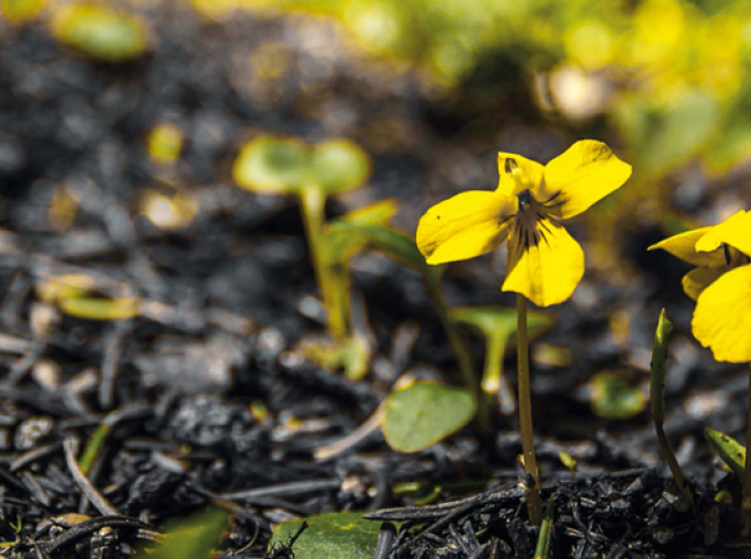 Compost Makes its Entrance