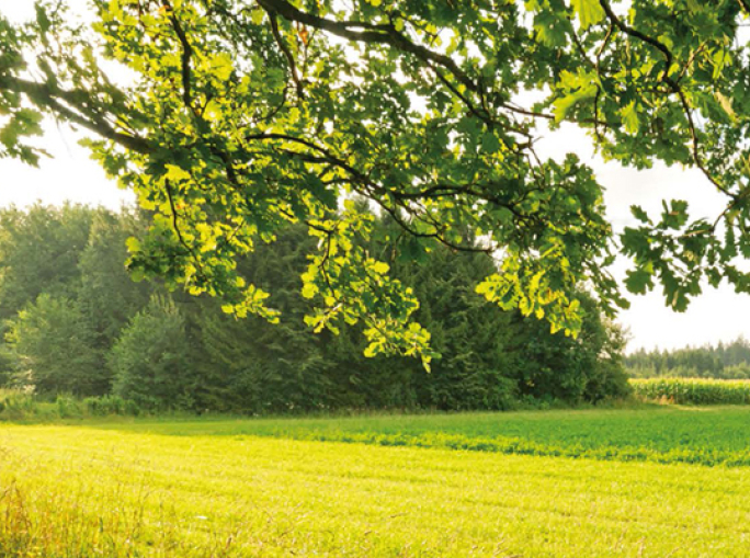 Bioeconomy: The Virtuous Cooperation between National Cluster and Regions