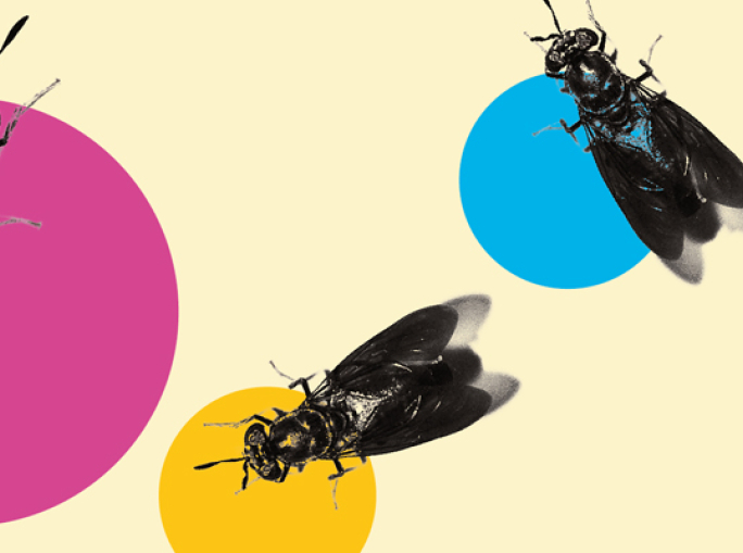 Chi ha detto che le mosche sono inutili?