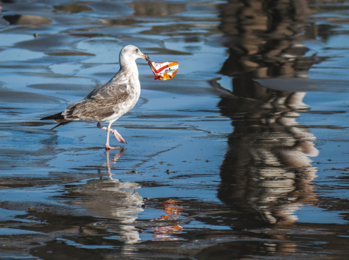 Inquinamento marino, la prima sfida del Decennio del mare