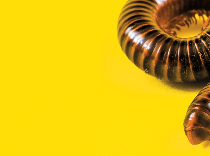 Earthworms vs. Ecomafia