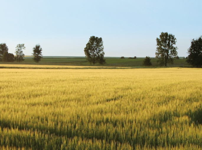 The Soil's Perspective