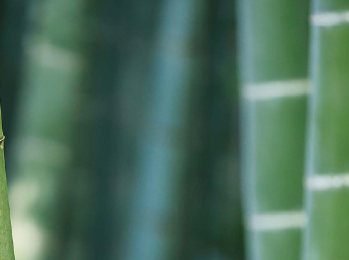 Bamboo Makes a Comeback