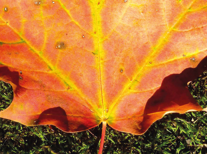 All Canada's Resources