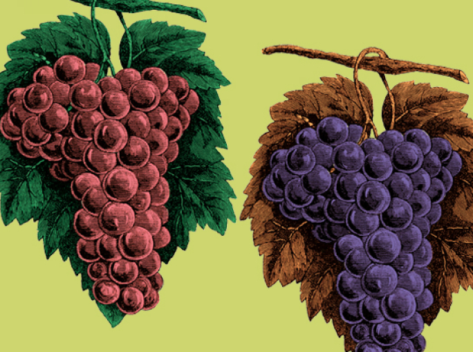 Un grappolo di Barbera per riparare i denti