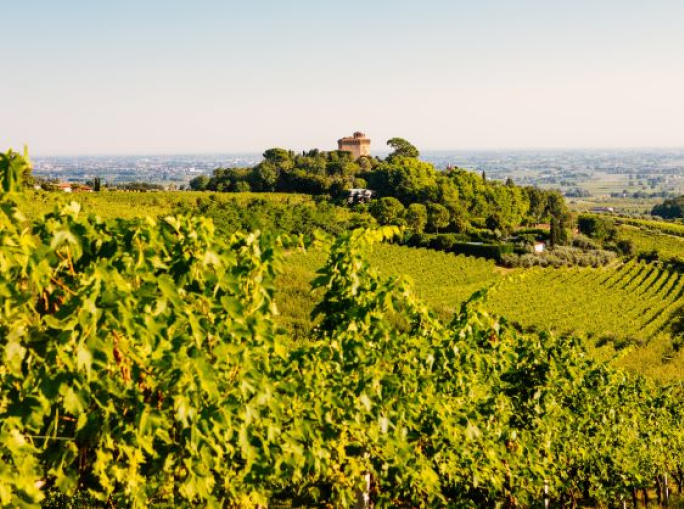 Biochar e CBMix, il futuro dei fertilizzanti organici 