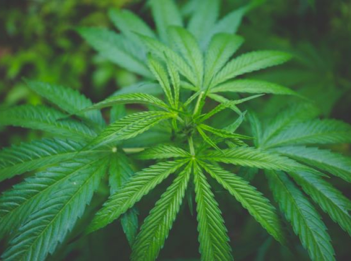 EIHA Hemp Conference: the international event will be held online on 16-17 June 2020