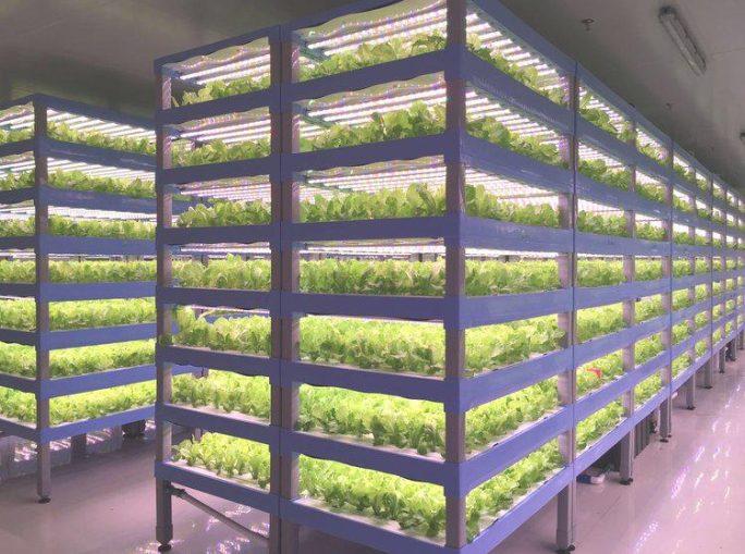 Vertical farming e ortaggi imperfetti: due vie per la sostenibilità della filiera alimentare