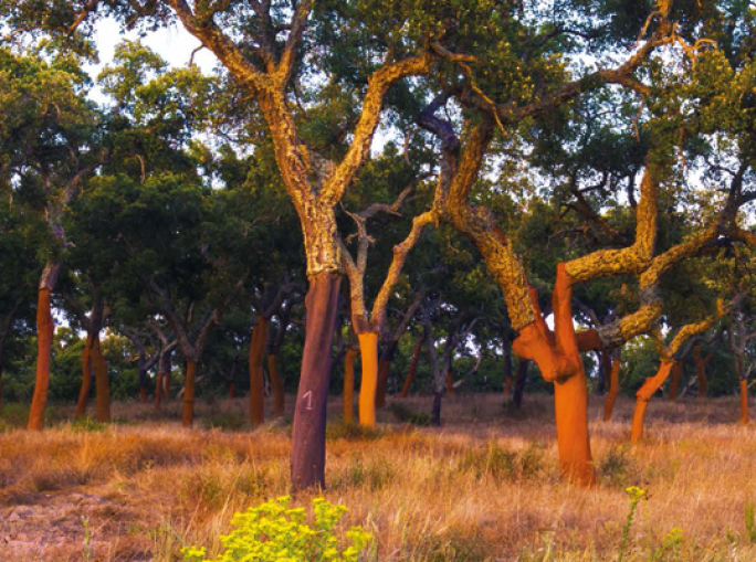 A Heritage Worth Preserving