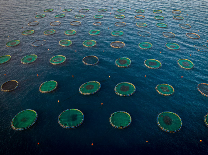 Blue Economy: Zambia protagonista internazionale dell’acquacoltura sostenibile