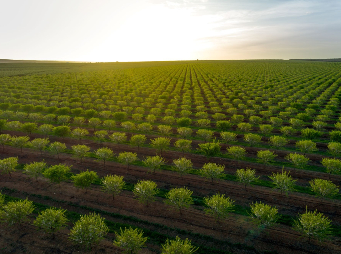 Land Squeeze, l’accaparramento di terre che manda in crisi gli agricoltori