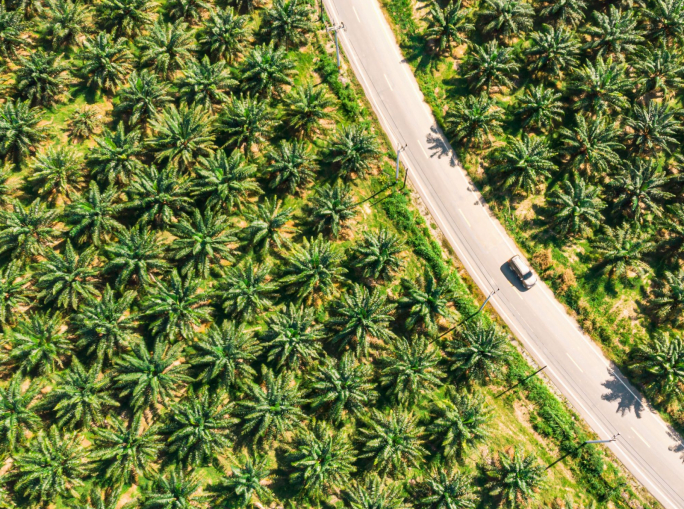Come il Regolamento EUDR può ridurre la deforestazione e migliorare l’agricoltura