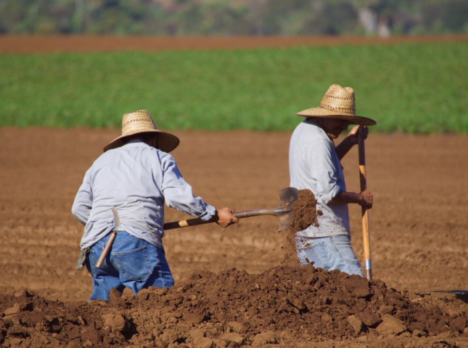 Il ruolo fondamentale della diversità del suolo per un'agricoltura sostenibile