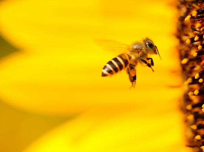 Proteggere le api per salvare l’agricoltura