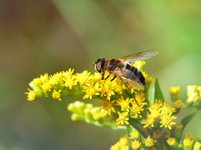 In Francia il primo successo della biodiversity litigation