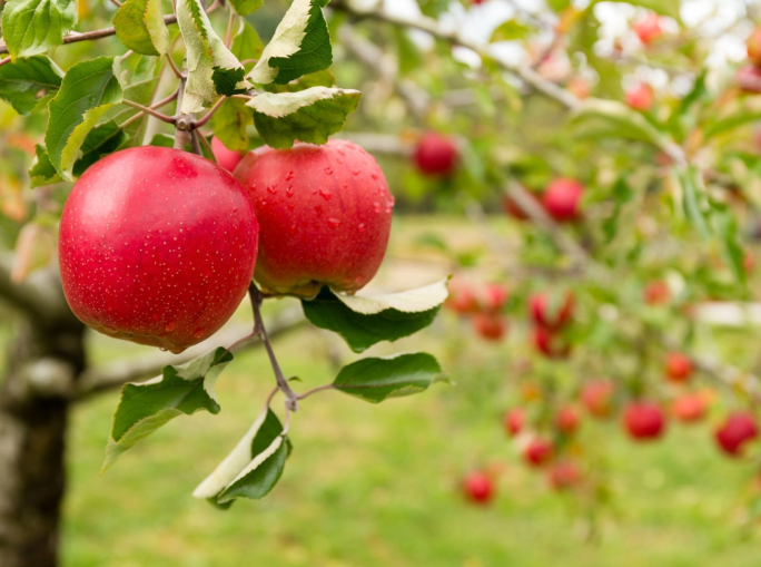 Rivestimenti biobased, laser e raggi UV per un sistema alimentare più sano