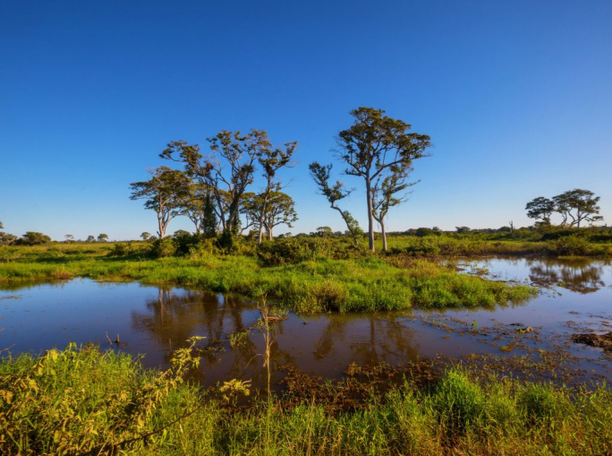 A valuable COP for undervalued wetlands 
