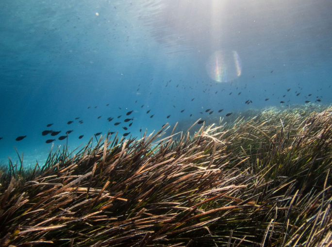 Posidonia Oceanica, la ricerca di E.On per tutelare i mari e la biodiversità