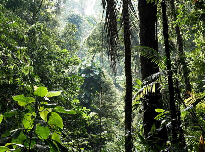 COP27, how biodiversity can help climate. And vice versa