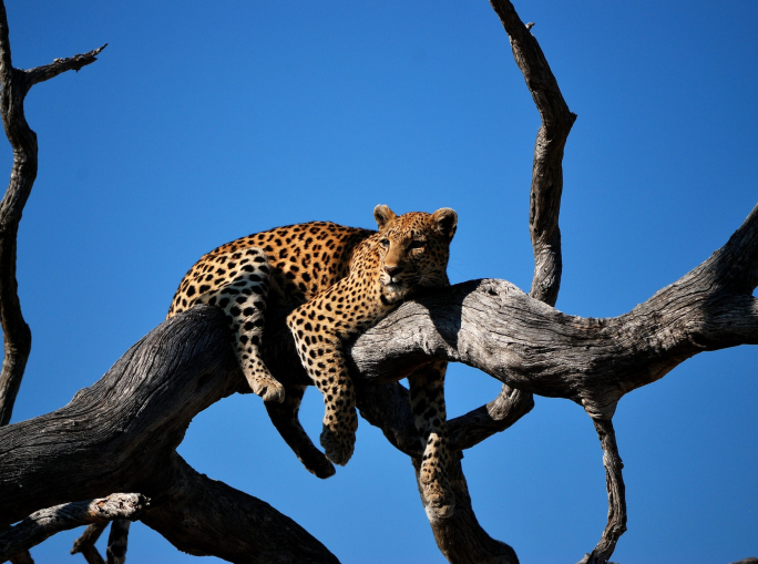 COP15 Biodiversità: lanciato il Restoration Barometer per monitorare la rigenerazione ambientale