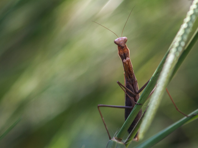 Non solo clima: a Kunming si è chiusa la COP15 sulla biodiversità